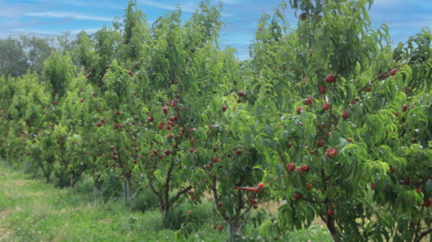 Plaisirs du Verger, fruits bio à noyau cueillis à point Plaisirs du Verger, fruits bio à noyau cueillis à point